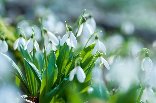 snowdrop plant