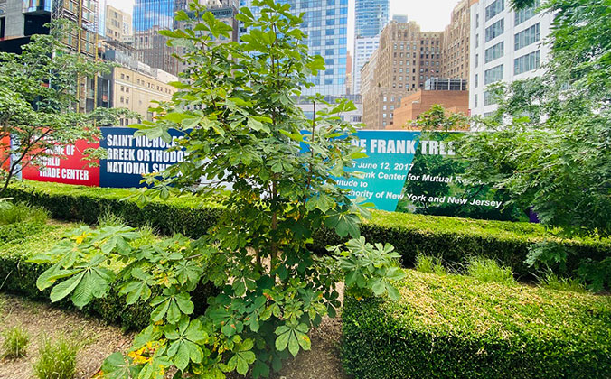 Anne Frank Tree in Liberty Park